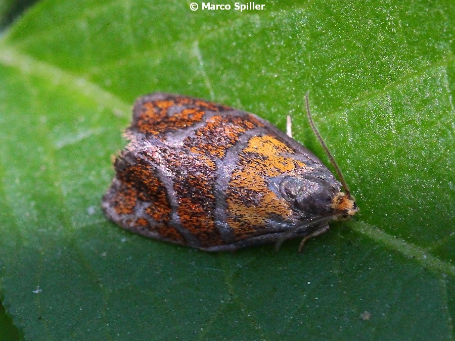 Falena da identificare - Ptycholoma lecheana, Tortricidae